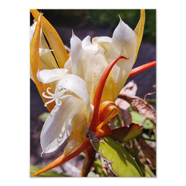 FOTO BLOQUE NOCTURNO DE DRAGÓN POLÍSICO (Frente)