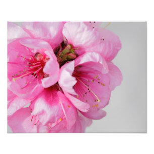 Foto Blossom Peach