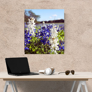 Foto Blue and White Bluebonnets Paisaje Acabado satinad