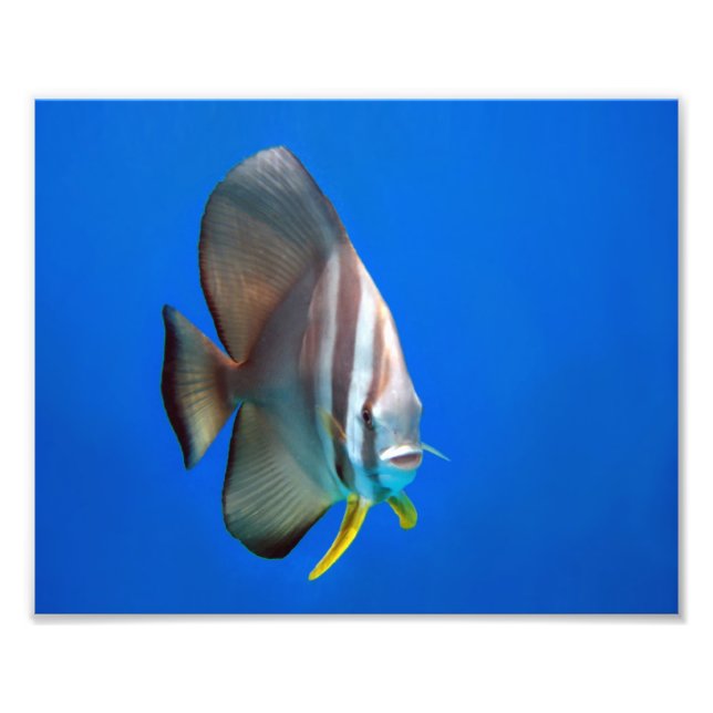 Foto Blue Bat Fish (Frente)