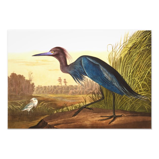 Foto Blue Crane o Heron por John James Audubon (Frente)