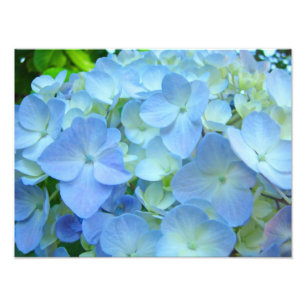 Foto Blue Floral Hydrangeas Flores impresiones de arte