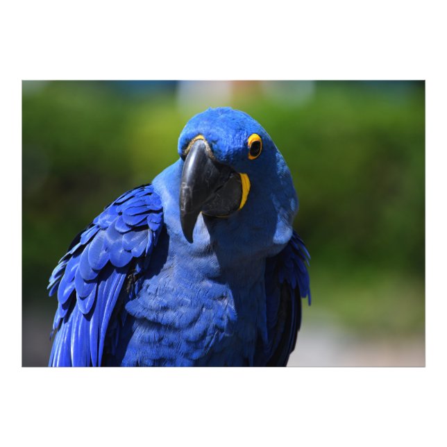 Foto Blue Hyacinth Macaw (Frente)