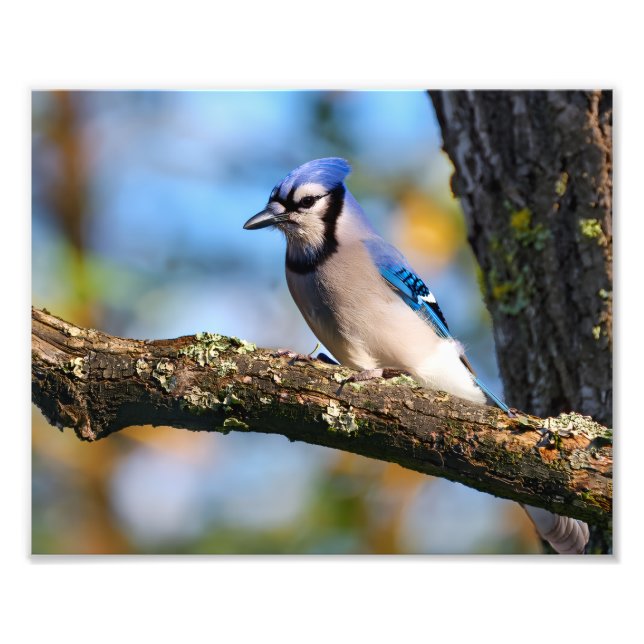 Foto Blue Jay bird (Frente)