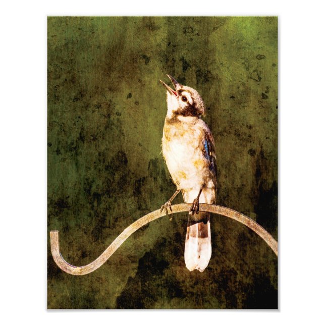 Foto Blue Jay Wall Art Print  (Frente)