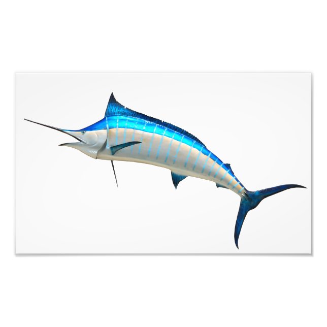 Foto Blue Marlin Game Fish (Frente)