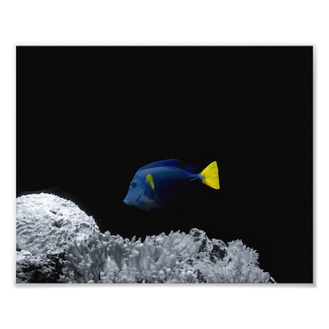 Foto Blue Tang Fish (Frente)
