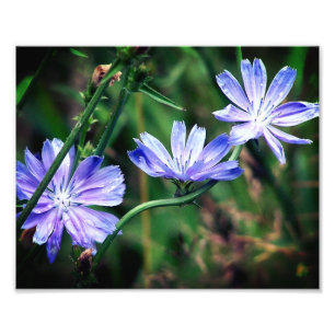 Foto Blue Wild Chicory Flower Trio 8x10