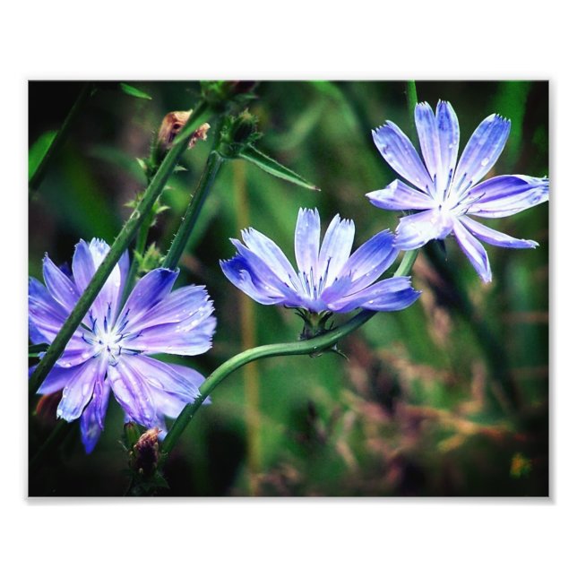 Foto Blue Wild Chicory Flower Trio 8x10 (Frente)