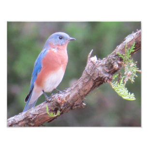 Foto Bluebird del este