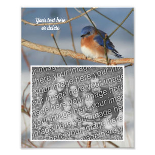 Foto Bluebird Personalizado Crea tu Propio 8x10