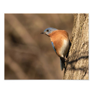 Foto Bluebird, Sideways Glance