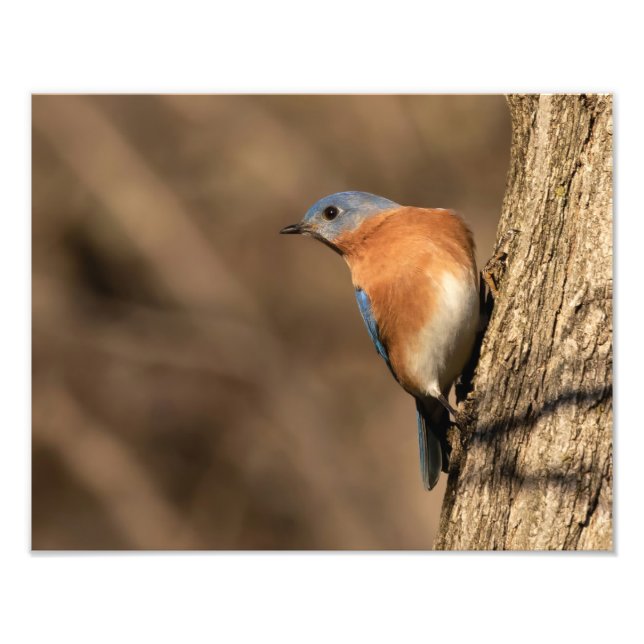 Foto Bluebird, Sideways Glance (Frente)