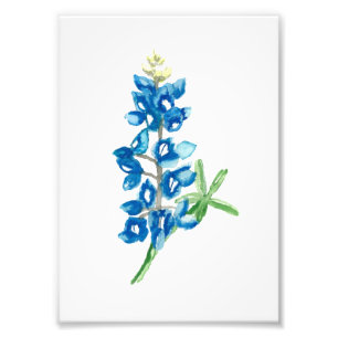 Foto Bluebonnet 2
