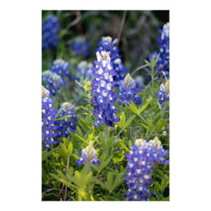 Foto Bluebonnet de Tejas