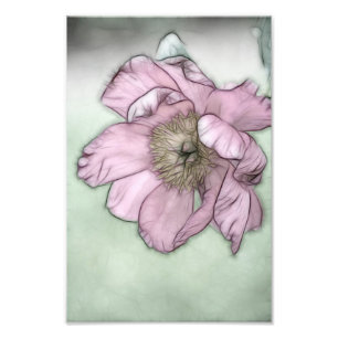 Foto Boceto de flor de peonía rosa