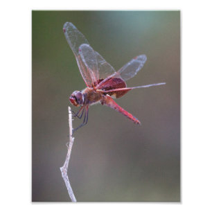 Foto Bolsas de alforja rojas para hombres
