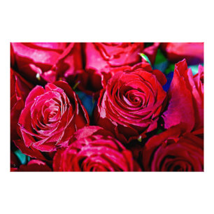 Foto Bonito Bunch De Rosas Rojas