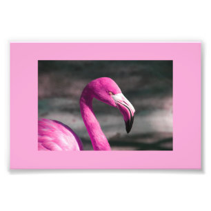 Foto Bonito de Pink Flamingo Posin