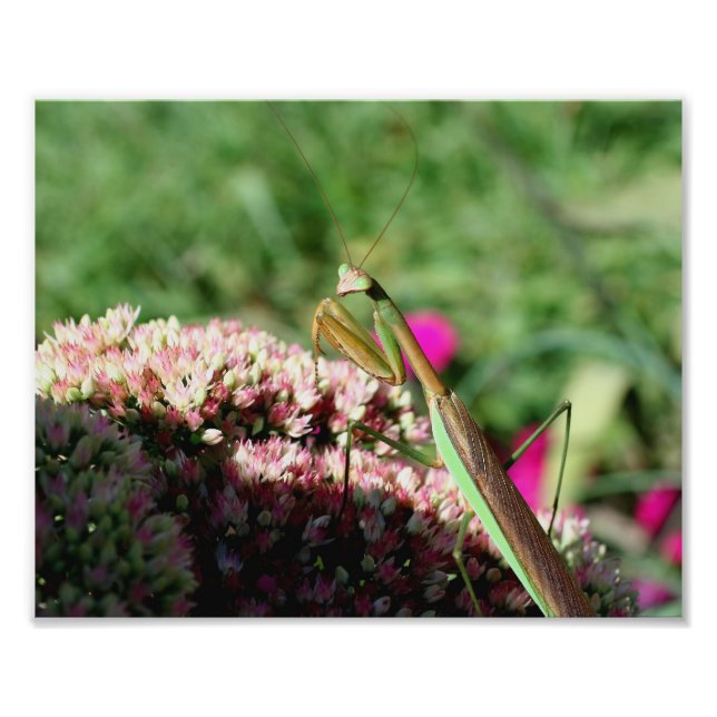 Foto Bonito insecto de Mantis rezando 10x8 Naturaleza (Frente)