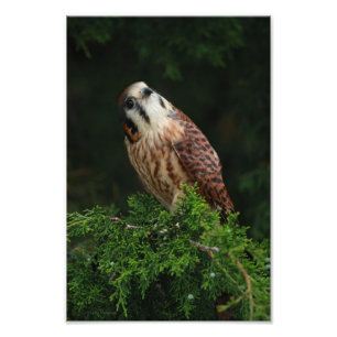 Foto Bonito Kestrel