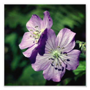Foto Bonito Par de flores de geranio púrpura cerrar 8x8