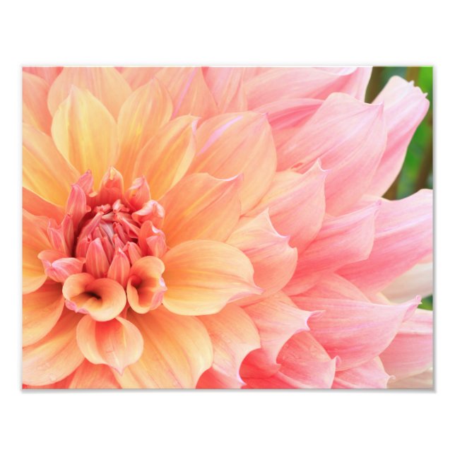 Foto Bonito Pastel rosa y placa de cena amarilla Dahlia (Frente)