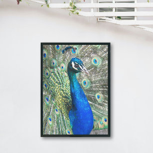 Foto Bonito pavo real azul