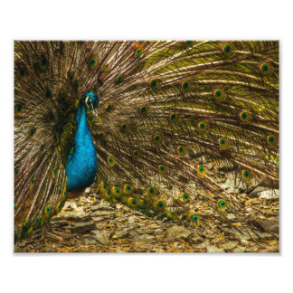 Foto Bonito pavo real azul con plumas de cola abierta