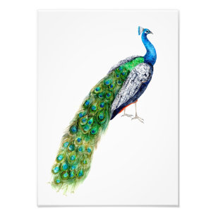 Foto Bonito Peacock
