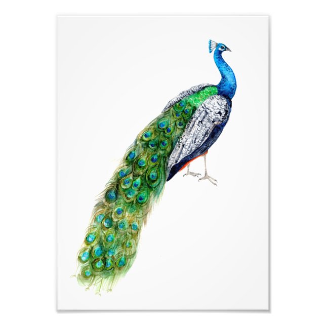 Foto Bonito Peacock (Frente)