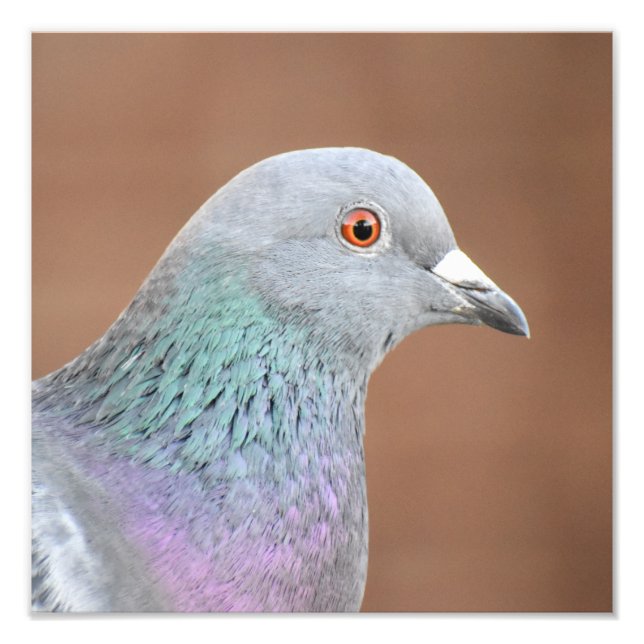 Foto Bonito Pigeon (Frente)