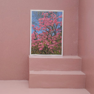 Foto Bonito Rosa Azaleas Floral