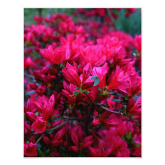 Foto "Boom de primavera" (Impresión fotográfica)