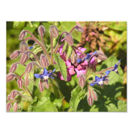 Foto Borage (Borago officinalis)