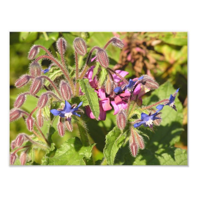 Foto Borage (Borago officinalis) (Frente)