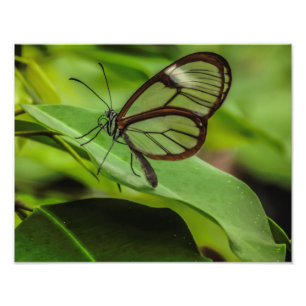 Foto Borrar la impresión de mariposa de ala