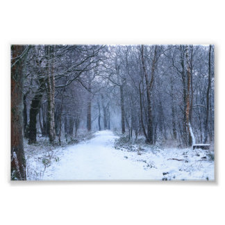 Foto Bosque Bluebell escocés en invierno