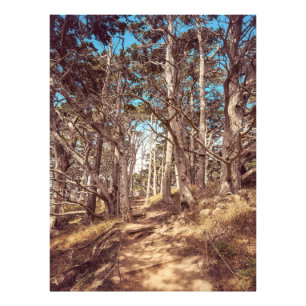 Foto Bosque Cypress