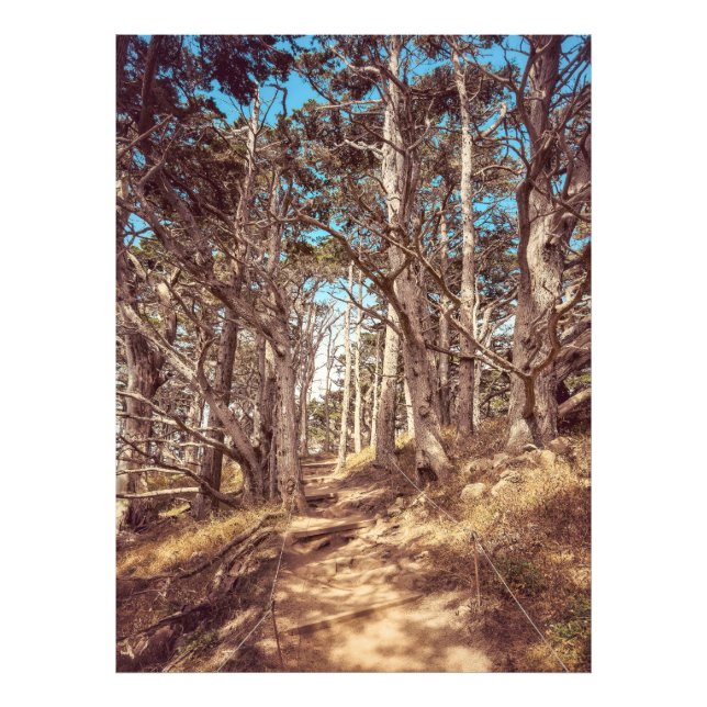 Foto Bosque Cypress (Frente)