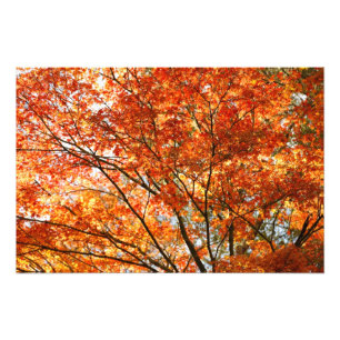 Foto Bosque de arce
