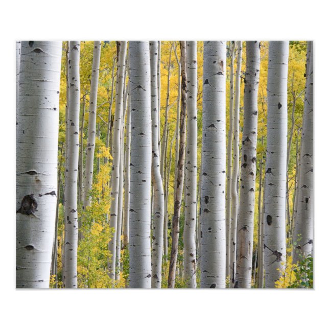 Foto Bosque de Birch del Otoño (Frente)