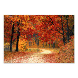 Foto Bosque de otoño