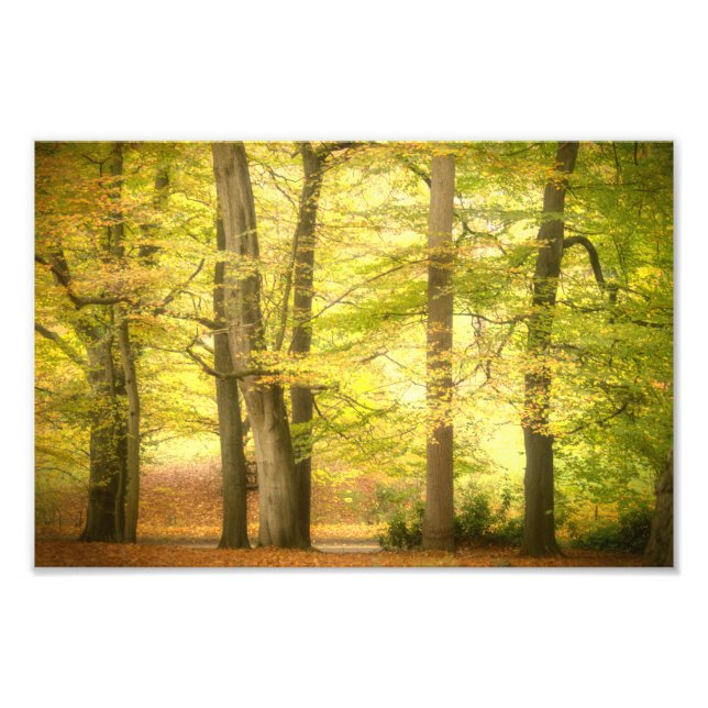 Foto Bosque de Otoño (4391)  (Frente)