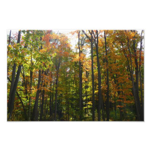 Foto Bosque de Otoño Iluminado por el Sol
