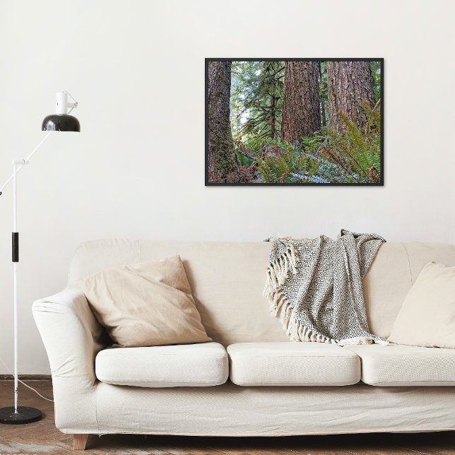 Foto Bosque Douglas Fir Conifer (In Situ Framed)