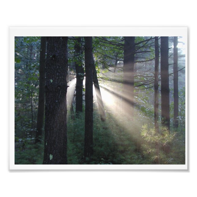 Foto bosque encantado (Frente)