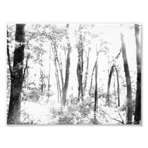 Foto Bosque fantasmal