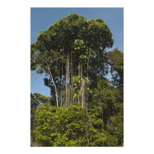 Foto Bosque lluvioso al borde del río Rewa Guyana