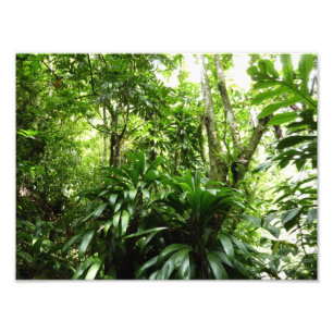 Foto Bosque lluvioso dominicano I Naturaleza tropical v